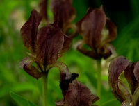 Deep brownish purple flowers